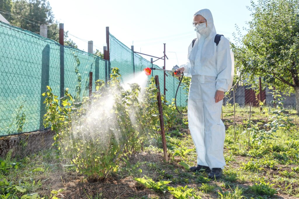 Spring-year treatment with insecticides and currant fungicides